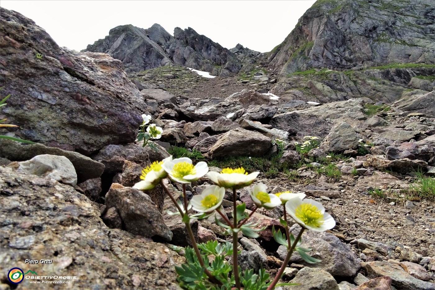 47 Erba dei camosci (Ranunculus glacialis) salendo in Pizzo Paradiso.JPG